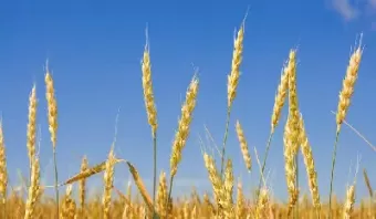 什么叫小麦期货(小麦期货在哪个期货所)_https://hz.wpmee.com_纳指期货直播_第1张