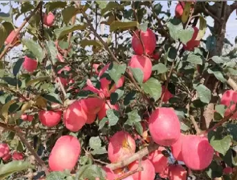 棉花期货不同苹果(棉花期货国外)_https://hz.wpmee.com_外盘期货直播_第1张